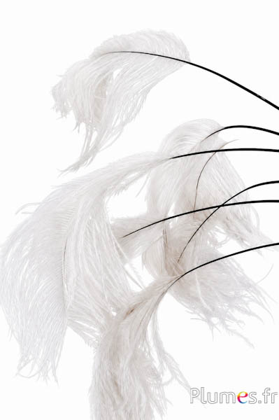 Panicule struisvogel zwarte schacht - 30-40 cm - wit-crème
